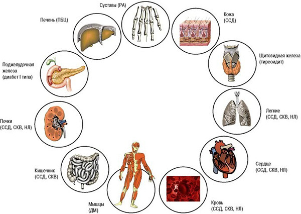Органы, в состав которых входит соединительная ткань, и процессы, развивающиеся в них при появлении склеродермии