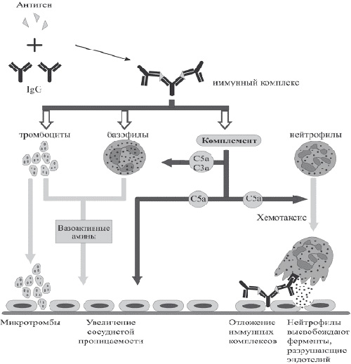Механизм развития иммунопатологической реакции в организме