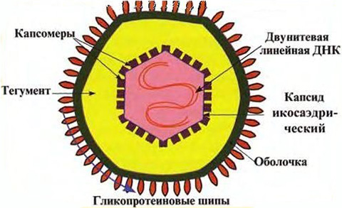 Схема строения вируса герпеса 6 типа: наличие шипов и двойная нить ДНК позволяют ему легче проникать в клетки и обеспечивают устойчивость