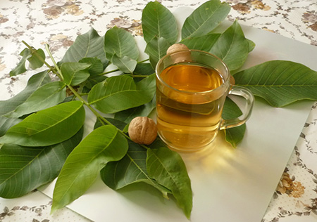 Листья грецкого ореха по содержанию витамина С не уступают черной смородине