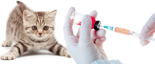 Профилактикой лишая у домашних животных являются вакцины согласно предписанию ветеринарного врача