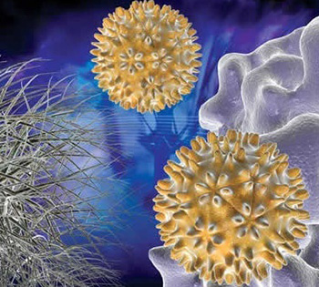 Вирус папилломы человека – это семейство вирусов, вызывающих появление бородавок, папиллом или рака шейки матки