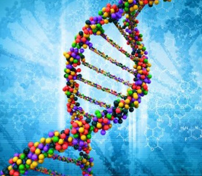 Генетическая предрасположенность к псориазу как один из факторов отмечается многими исследователями
